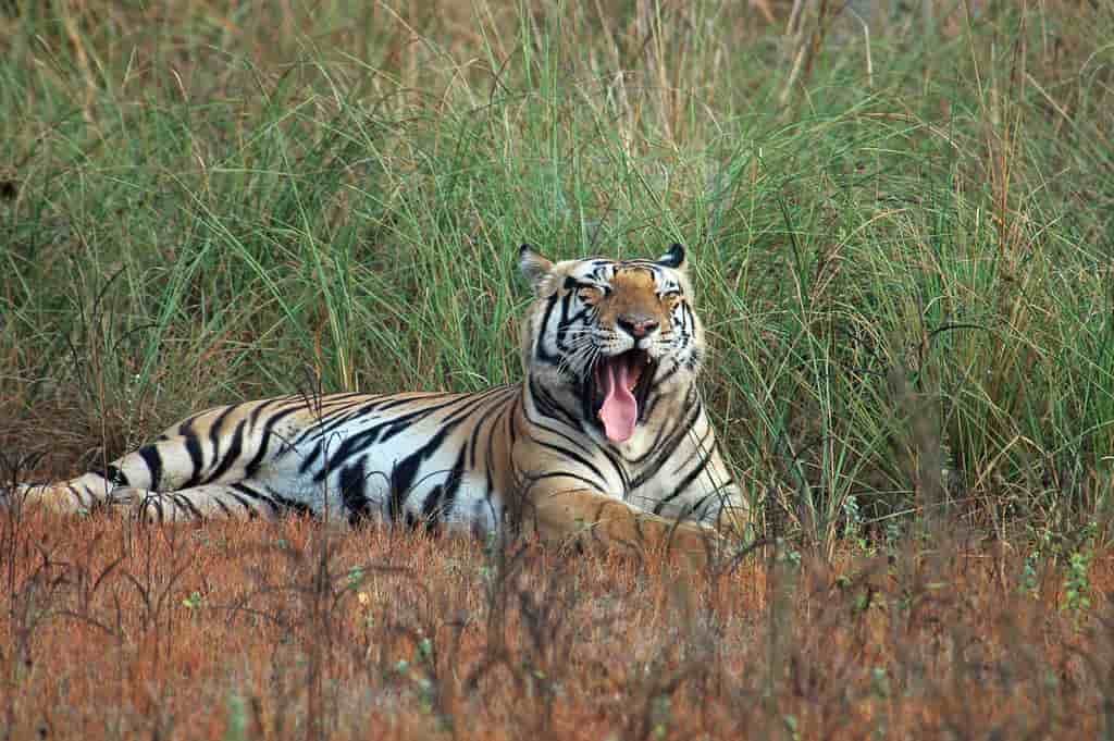 Parque nacional de Kanha