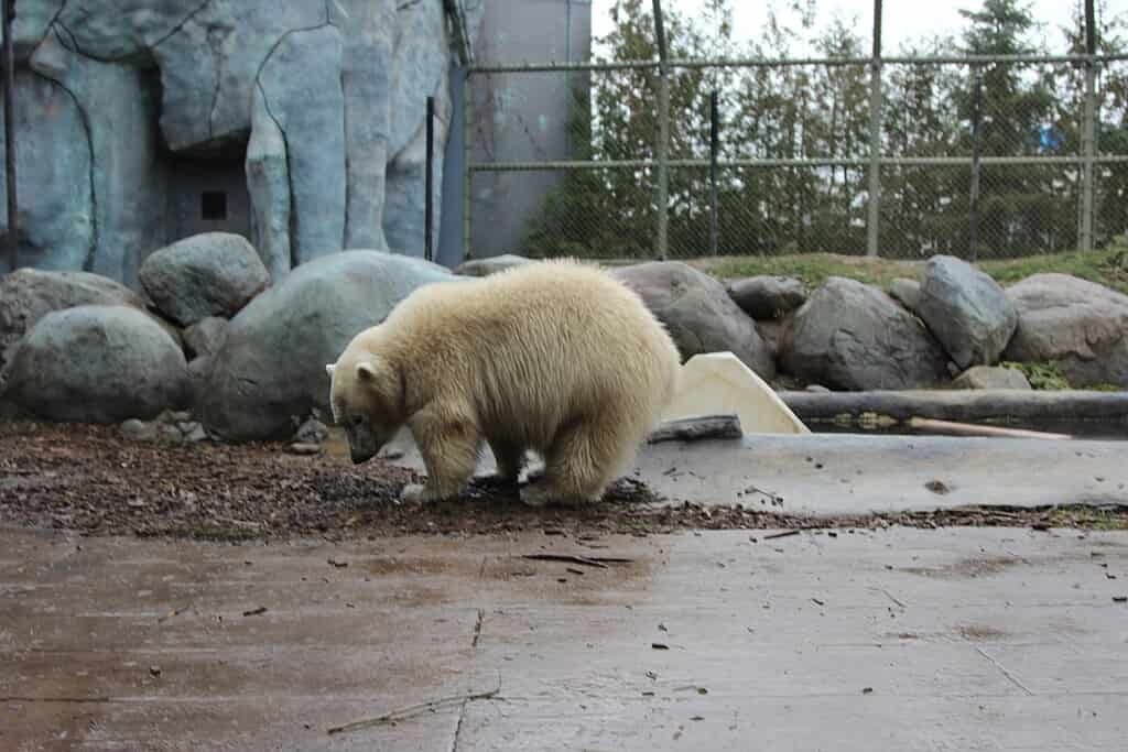 O que fazer em Toronto, Toronto Zoo